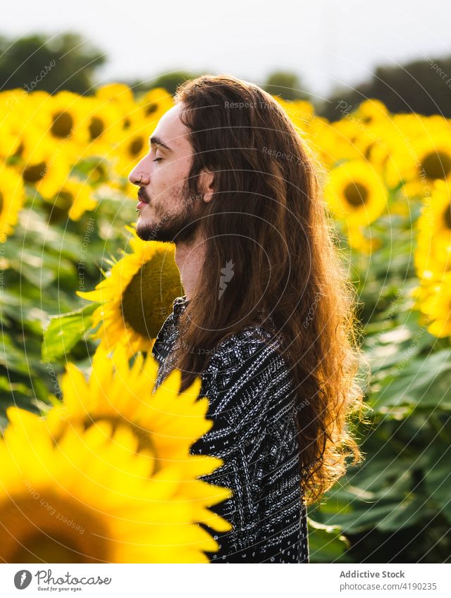 Man in sunflower field in summer man serene carefree yellow bloom meadow male stand harmony countryside tranquil peaceful nature idyllic freedom blossom enjoy