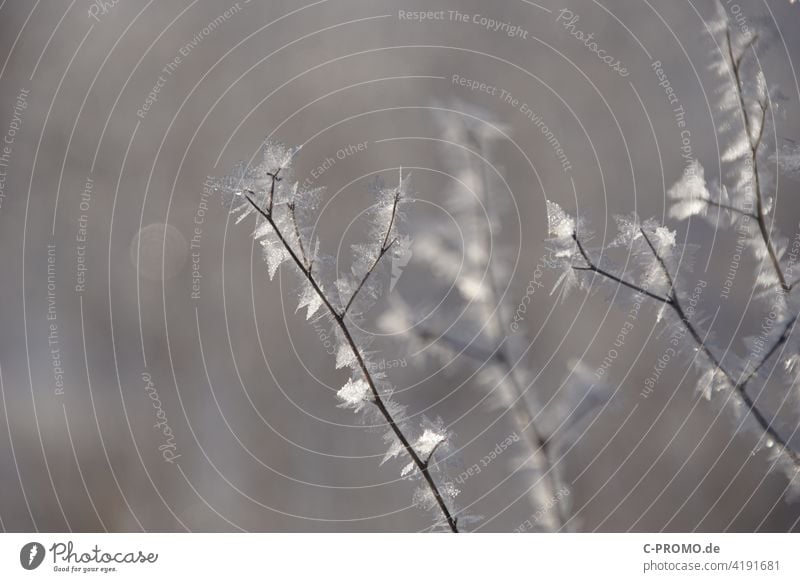 Iced plants II Winter iced Brown Beige Nature Cold Frost Frozen Plant Deserted Exterior shot Ice crystal Hoar frost Crystal structure