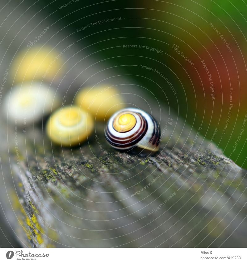 snails Animal Snail Group of animals Yellow Slimy Snail shell Garden snail Mollusk Pests Hut Crawler lane Colour photo Multicoloured Exterior shot Close-up