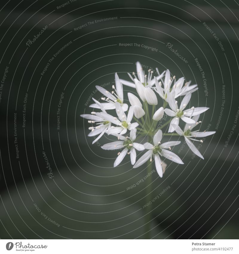 Wild garlic flower wild garlic blossom Club moss White Green Blossom herbs edible plant Plant Wild plant medicinal plant Natural remedies Spring April May