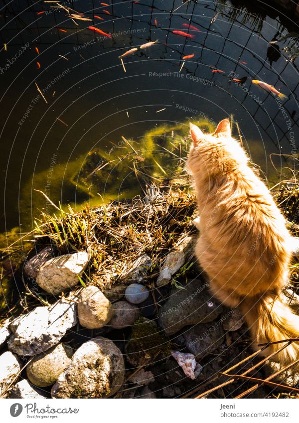 Catchquote | a big red-haired cat sits at a pond and watches the goldfishes Fish Fishing quota fishing Overfishing Fishery Observe To feed Red Red-haired