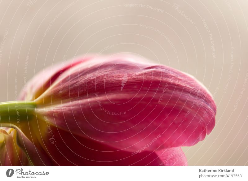 Tulip Petal Macro tulip tulipa pink brown still life closeup Nature Spring springtime easter Natural Plant Floral Flower florist red copy space ruffle peace