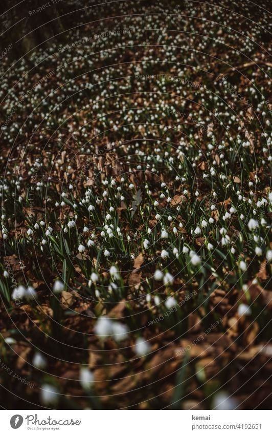 Snowflake in the forest III Spring snowflake Forest Woodground White Green wax blossom Brown Fresh Nature pretty Plant Flower Shallow depth of field naturally