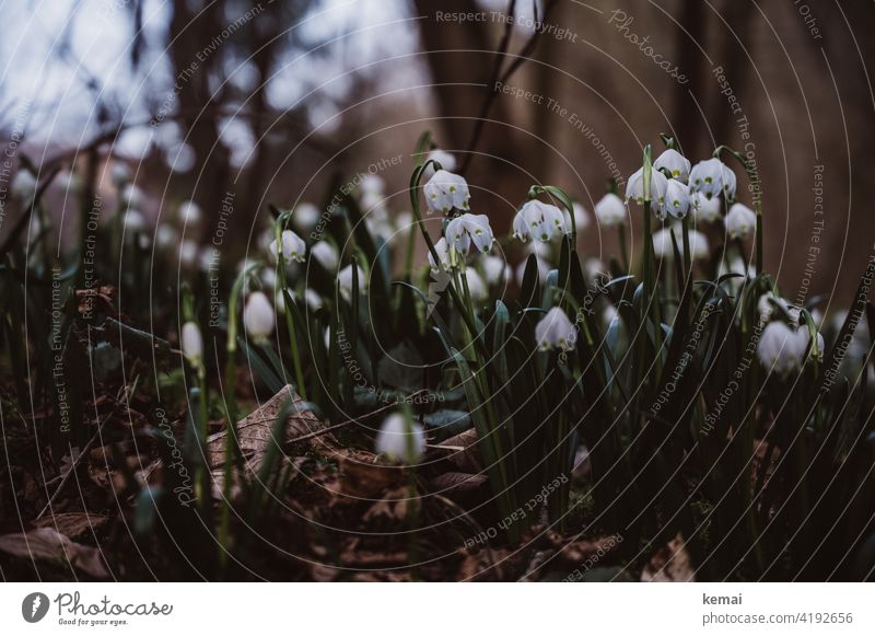 Snowflake in the forest II Spring snowflake Forest Woodground White Green wax blossom Brown Fresh Nature pretty Plant Flower Shallow depth of field naturally