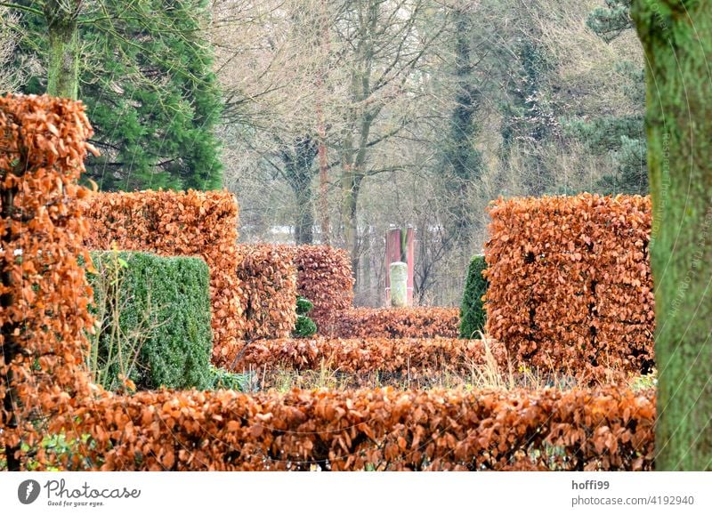 autumn beech hedge in the park Autumn autumn atmosphere brutal autumn mood Autumnal autumnal colours Sense of Autumn Autumnal colours autumn impression