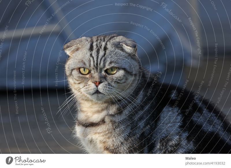 Portrait of a beautiful purebred housecat. British Shorthair kitten adorable angry animal background beauty black breed british carnivore closeup conditions