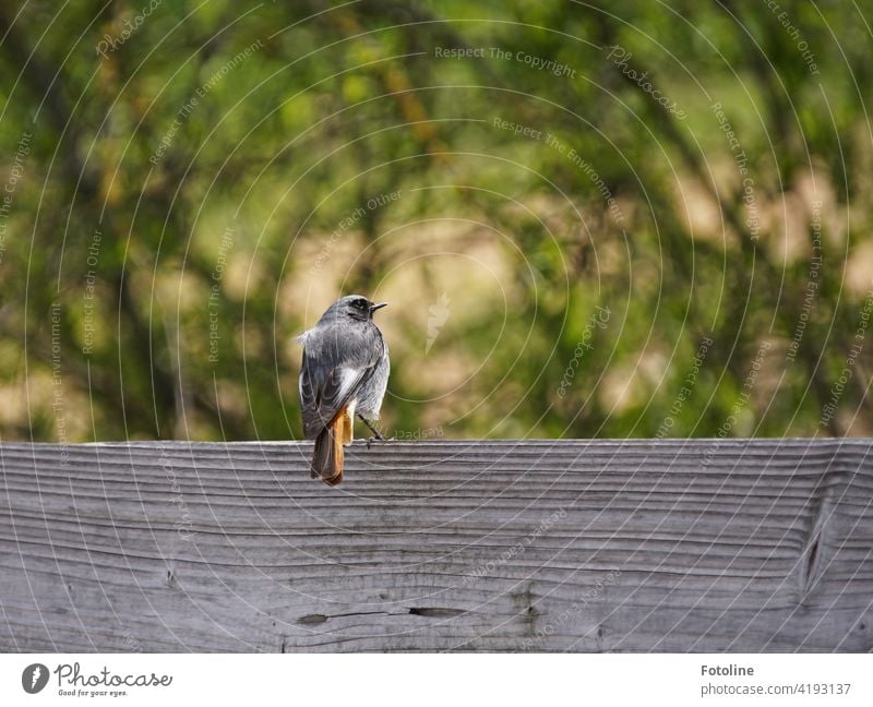 A redstart takes a little break on a wooden bench birds Bird Animal Exterior shot Colour photo Wild animal Nature Day Deserted Environment Black