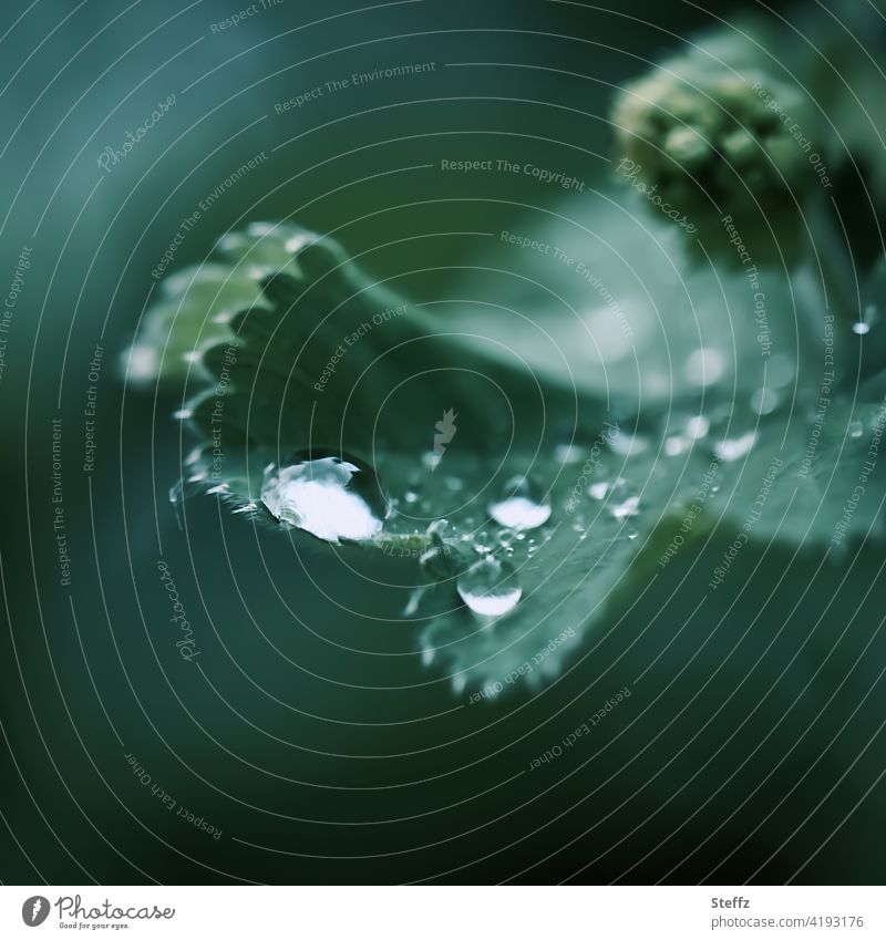 May rain and a lady's mantle raindrops Alchemilla vulgaris alchemilla Drop Rain Rainy weather Alchemilla leaves spring weather Spring rain rainwater