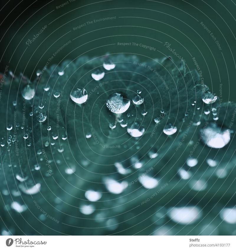 Lady's mantle with raindrops Alchemilla vulgaris Drop Spring rain Rain drop picture Drops of water rain atmosphere May rain Alchemilla leaves Leaf rainy