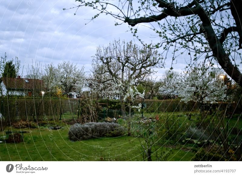 Garden in the evening / spring Evening Branch Tree blossom Blossom Dark Twilight Relaxation awakening holidays Spring spring awakening Sky allotment