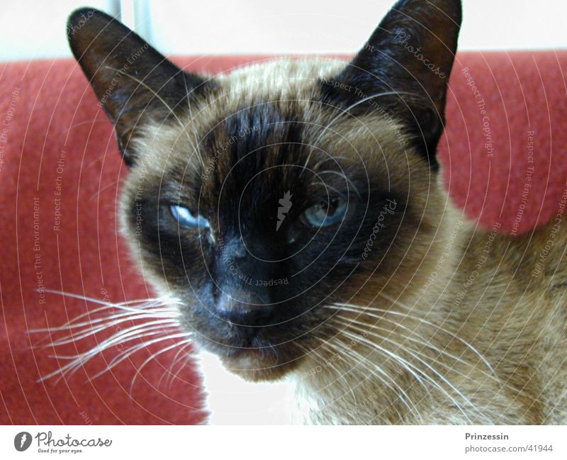 cat Cat Animal Siamese cat