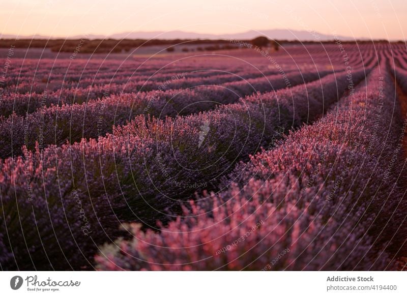 Spacious blooming lavender field in summer countryside fragrant blossom nature flower peaceful cultivate plantation horticulture evening twilight beautiful