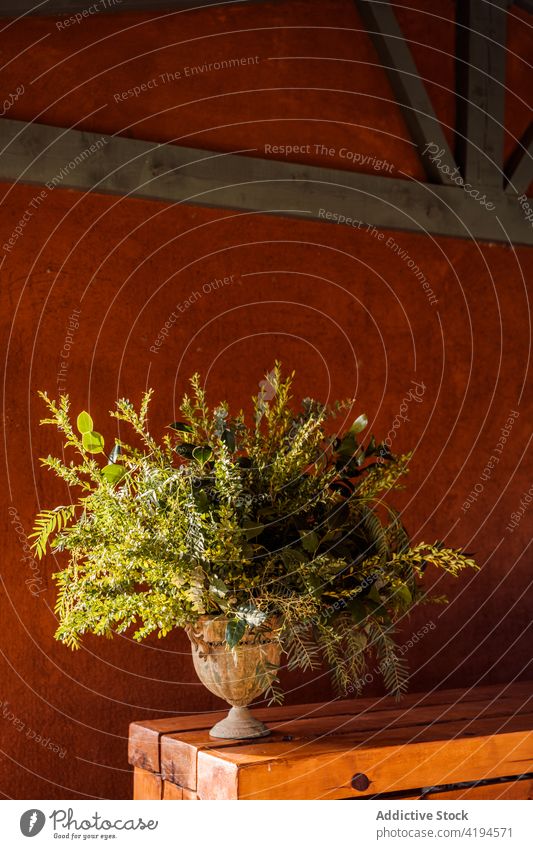 Ceramic vase with green branches of plant foliage leaf vegetate fresh veranda growth floral natural table terrace sunlight wooden lush verdant decor lumber