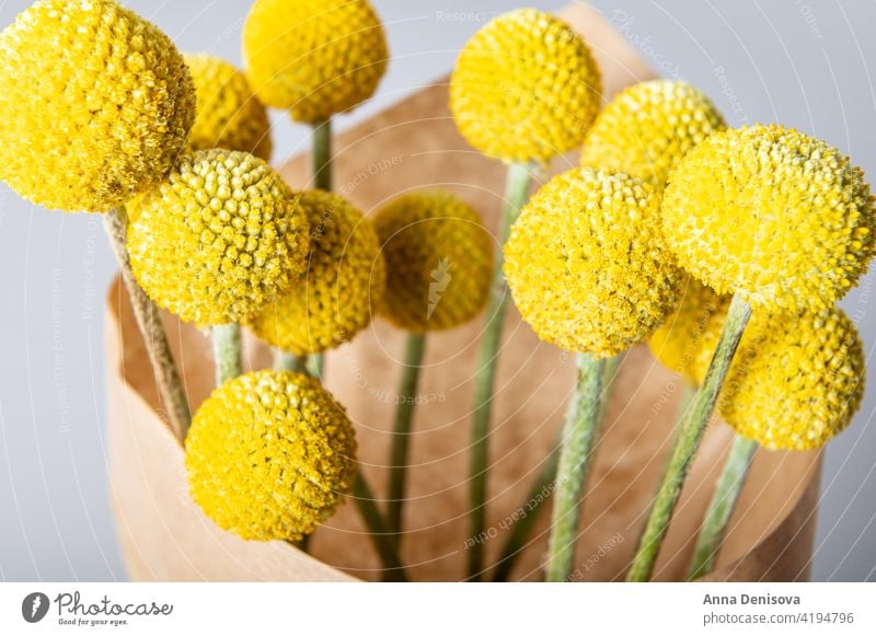 Craspedia globosa dry flowers Flower Dried flowers Billy Buttons bunch of flowers bouquet bouquet of flowers mustard-yellow ball craft paper Drumsticks