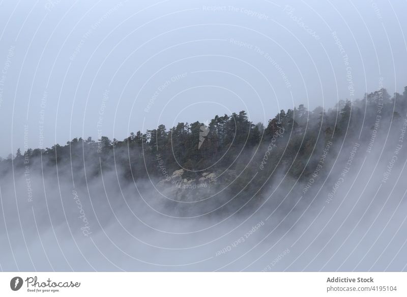 Thick fog over green forest landscape woods scenery mood mist mountain highland thick sierra de guadarrama spain haze national park dense terrain scenic