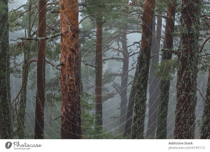 Trees growing in foggy woods forest tree moss trunk national park nature mist landscape sierra de guadarrama spain growth scenic weather serene green woodland