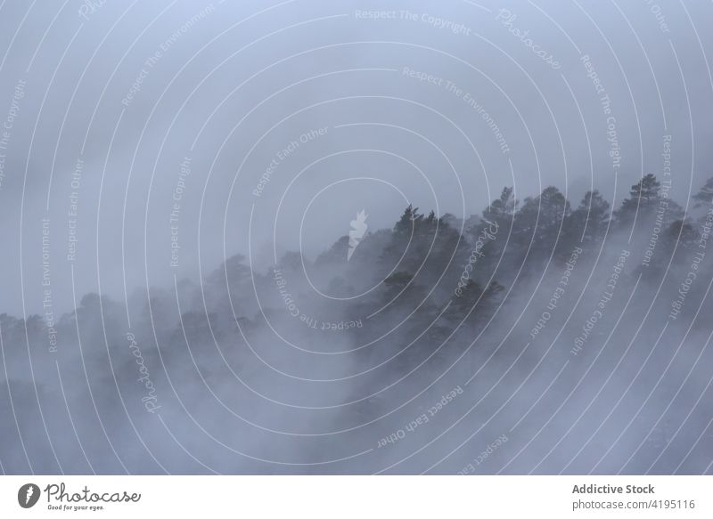 Thick fog over green forest landscape woods scenery mood mist mountain highland thick sierra de guadarrama spain haze national park dense terrain scenic