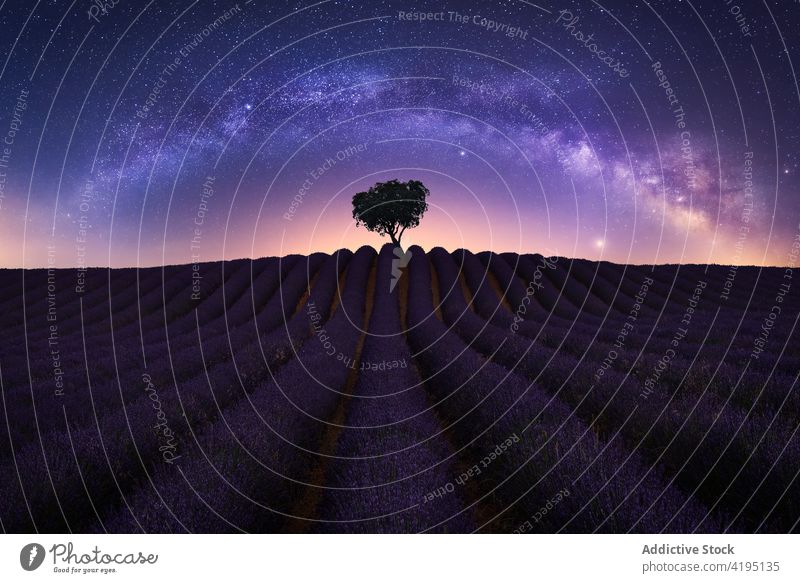 Milky Way over lavender field at night milky way starry sky landscape spectacular nature lonely tree purple flower scenic magnificent breathtaking amazing