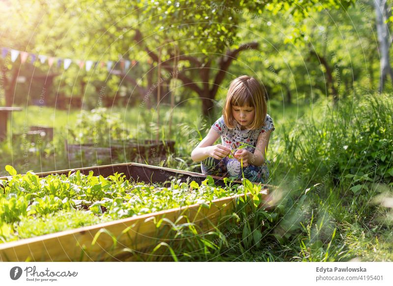 Cute little girl enjoy gardening in urban community garden urban garden environmental conservation sustainable lifestyle homegrown produce harvesting