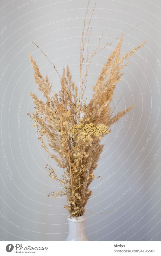 Dry grasses in a vase against a neutral background Flower arrangement Decoration Vase Dried flowers Bouquet Subdued colour dry arrangement full-frame image