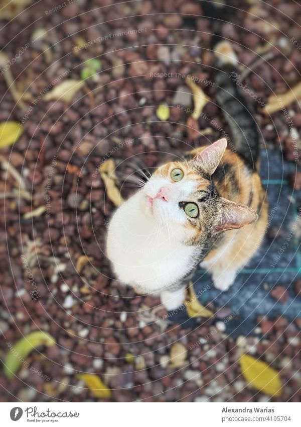 Cat looks up curiously Cat's head Cat eyes Cat's ears feline tabby cat cat's eye Upward Looking