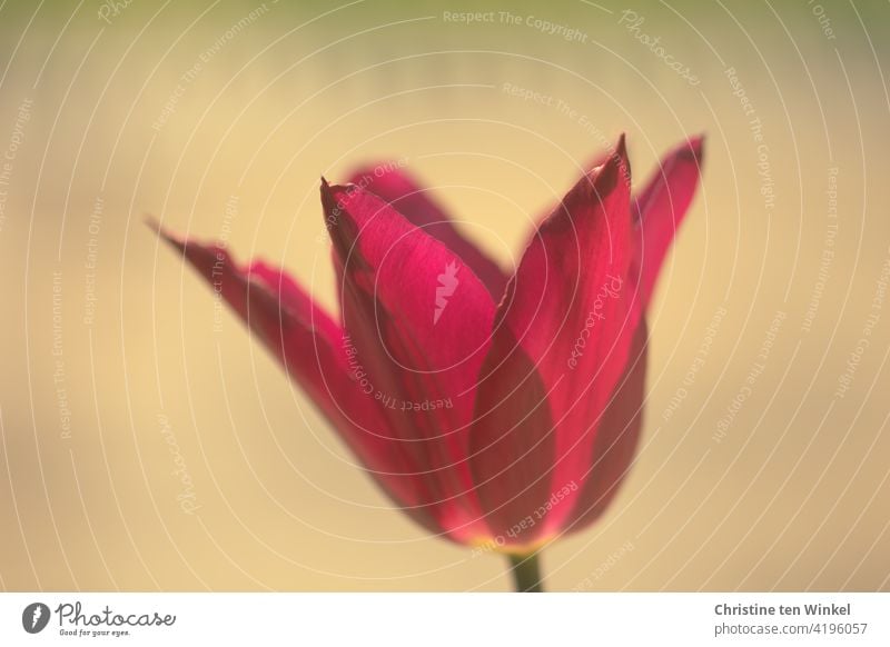 Close-up of a red - purple tulip flower, slightly translucent in the sunlight. Bright calm background Tulip blossom Flower Spring Blossom Plant Blossoming