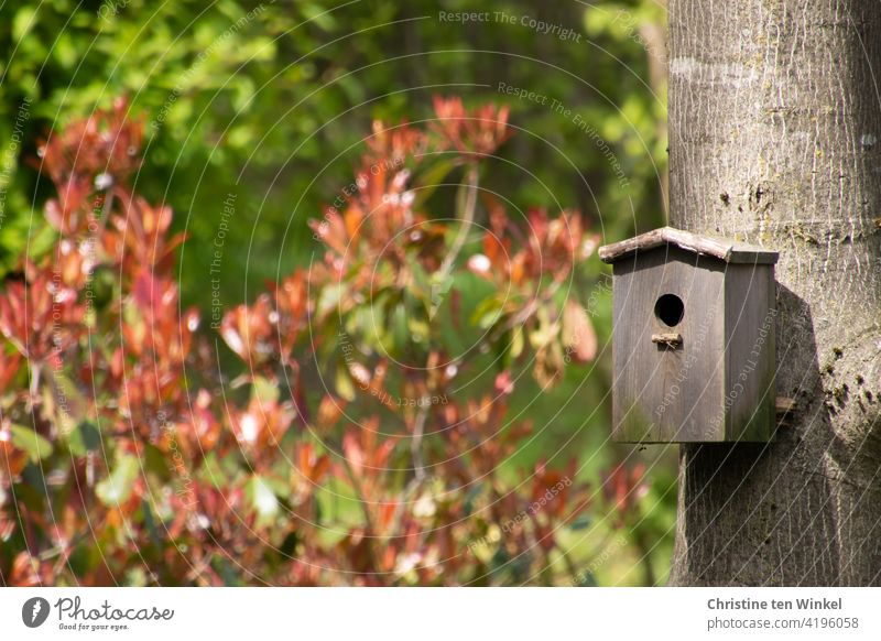 A wooden nesting box hangs on the trunk of a walnut tree. Sunshine with light and shadow, in the background a glossy medlar "Red Robin" with freshly sprouted red leaves.