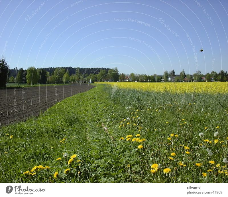 rapsfeld Canola Field Meadow