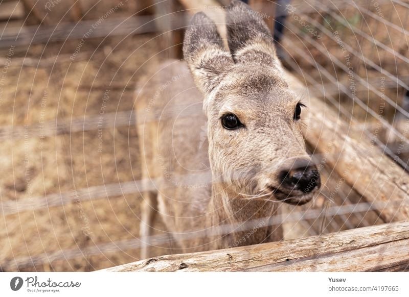 Portrait of a female roe deer. She looks through the fence. Close-up. The wild animal is being treated and adapted. portrait european roe deer beautiful uppland