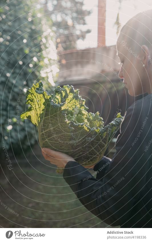 Woman carrying savoy cabbage in backyard woman ripe vegetable healthy harvest food vitamin female village vegetarian diet nutrition tasty raw plant rustic rural