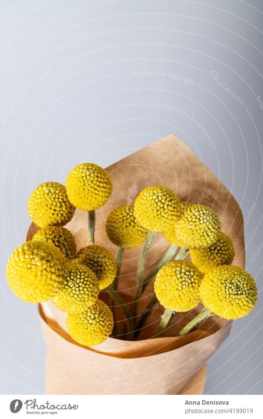 Craspedia globosa dry flowers Flower Dried flowers Billy Buttons bunch of flowers bouquet bouquet of flowers mustard-yellow ball craft paper Drumsticks