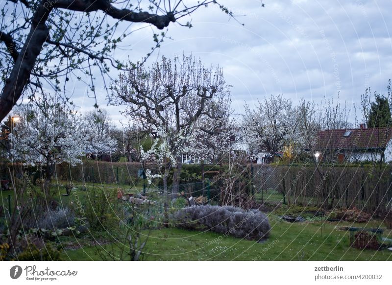 Garden with bad mood Evening Branch Tree blossom Blossom Dark Twilight Relaxation awakening holidays spring Spring spring awakening Sky allotment