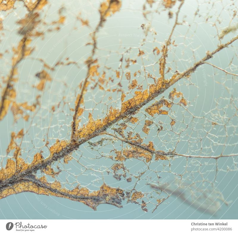 Macro shot of almost decomposed orange autumn leaf with pale blue background Leaf Autumn Transience Nature Autumnal Autumn leaves Autumnal colours Change