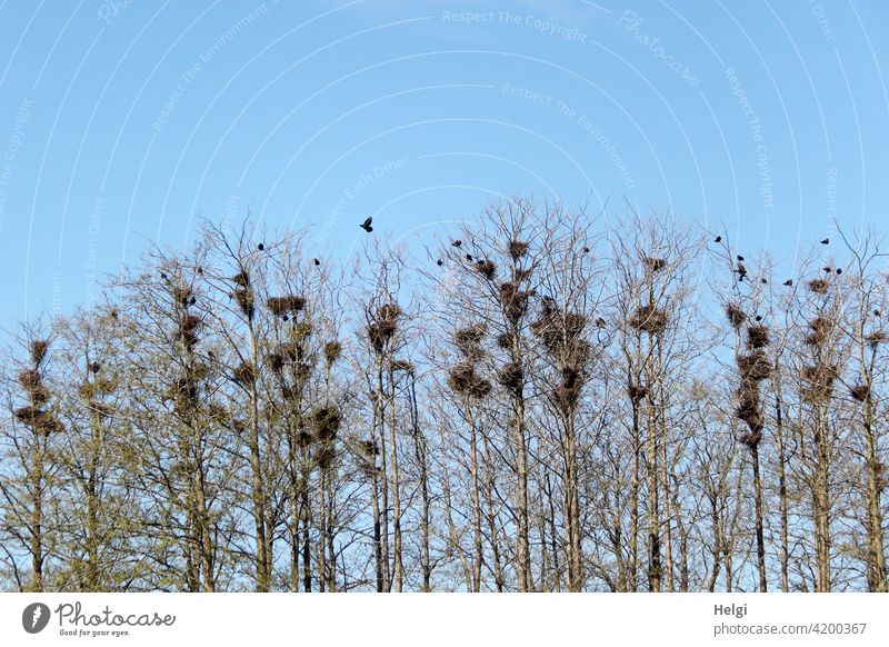 Crow colony - many crows nesting in tall bare trees against blue sky Bird Crow Colony crow's nest Tree Bleak Tall breeding colony Many Spring Black Sky Animal