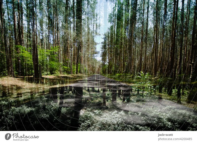 double quiet road through the dense forest Müritz National Park Abstract conifers Forest Nature Nature reserve Environment Double exposure Coniferous forest