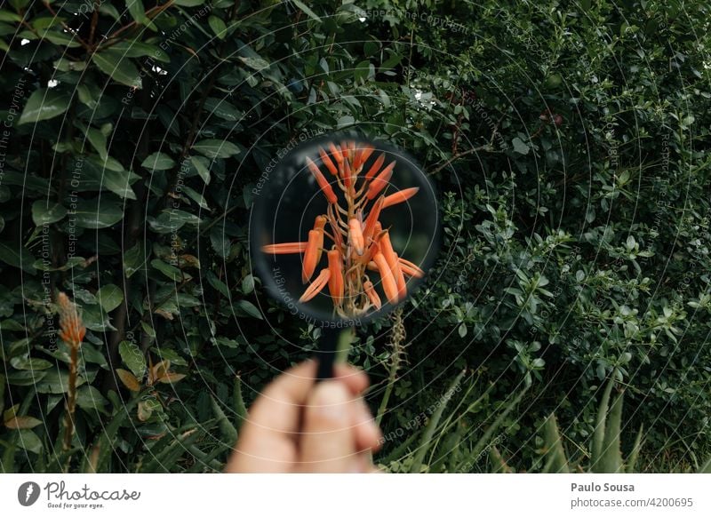 Flower through magnifying glass Hand holding Magnifying glass Nature Colour photo Magnifying effect Observe Enlarged Close-up Detail Curiosity