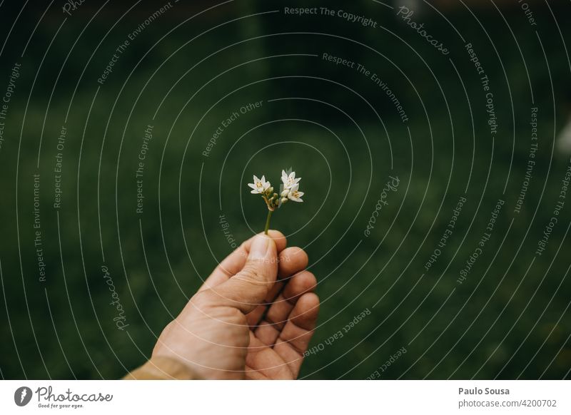 Hand holding withe flower Hold Flower point of view Shallow depth of field Beautiful Colour photo To hold on Exterior shot Blossom Day Light Blossoming Nature