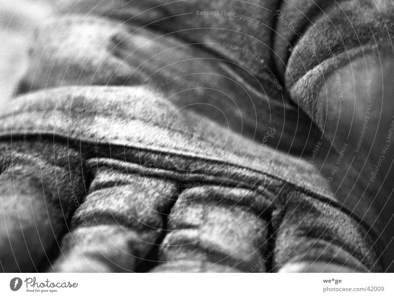 work gloves Work gloves Gloves Tool Things Black & white photo