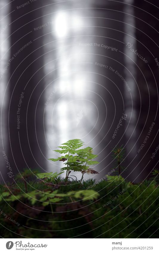 Back to the roots | of the trees, down there grow the survival artists. Ferns and mosses Growth Carpet of moss remaining light Moss Woodground Plant naturally