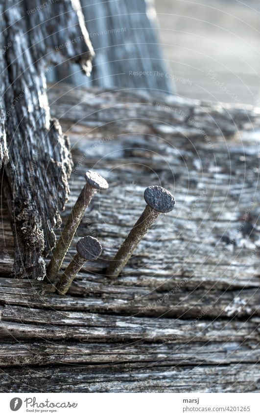 Trinity. Three rusty nails that no longer serve their purpose. They steadfastly resist the trend and the ravages of time. Rust Wood Metal Old Subdued colour