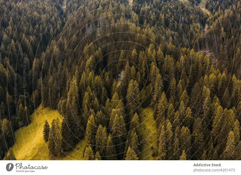 Coniferous forest in mountainous terrain coniferous green tree woods evergreen woodland fir flora lush range italy dolomites nature landscape environment