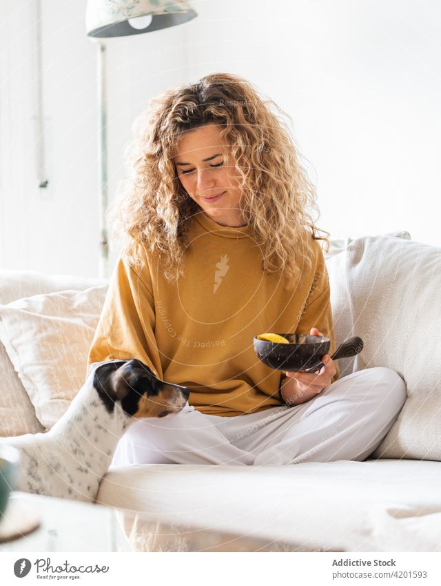 Positive female eating on sofa and looking at obedient dog woman cheerful positive pet ratonero bodeguero andaluz bowl apartment calm beg animal food smile home