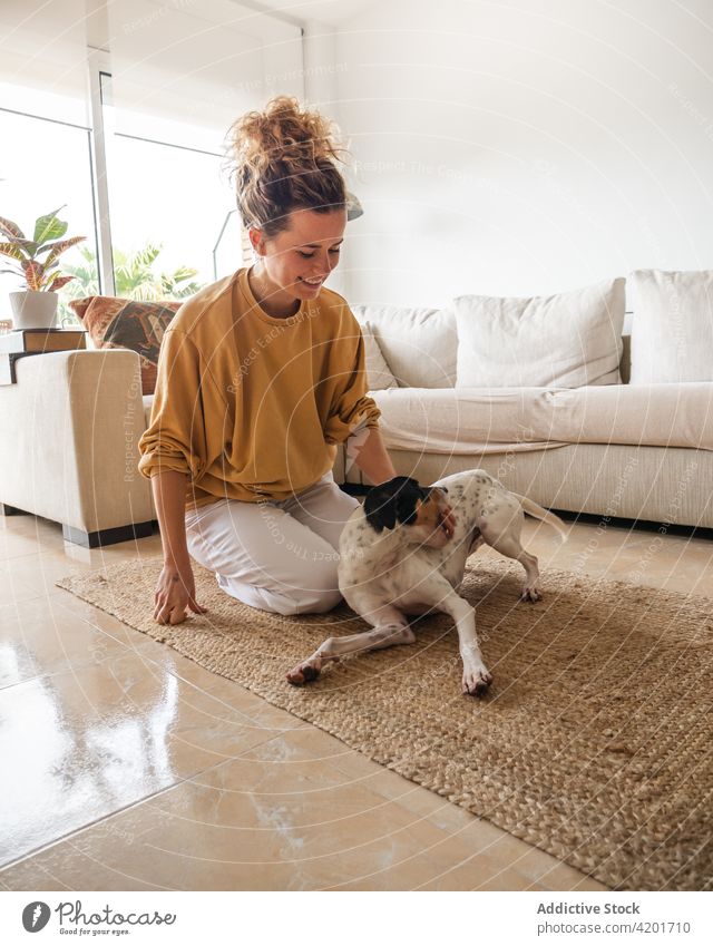 Positive female sitting with Ratonero Bodeguero Andaluz dog in apartment woman cheerful positive pet animal ratonero bodeguero andaluz obedient owner curly hair