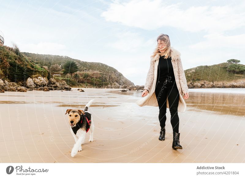 Woman walking Fox Terrier on sea shore woman dog fox terrier attention obedient canine seashore harness pet ocean coast sandy stroll spare time beach highland