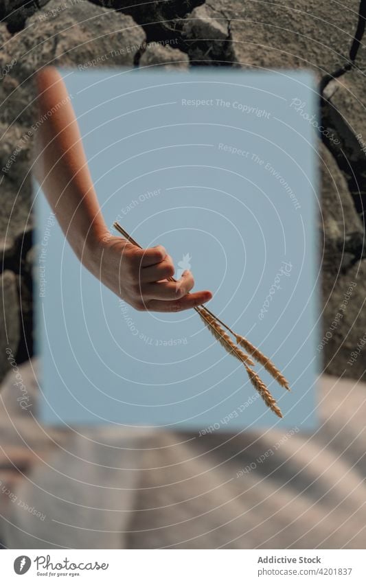 Woman with spikelets in hand in nature woman grass mirror reflection environment plant flora female natural stone concept harmony life sprig twig rural creative