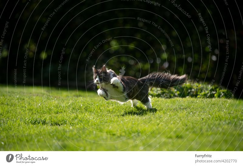 maine coon cat running on grass outdoors  hunting purebred cat pets longhair cat feline fluffy fur beautiful nature garden front or backyard green lawn meadow