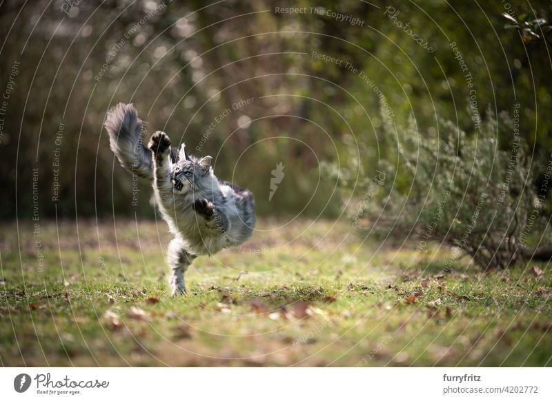 playful maine coon cat running outdoors on grass purebred cat pets longhair cat feline fluffy fur beautiful nature garden front or backyard green lawn meadow