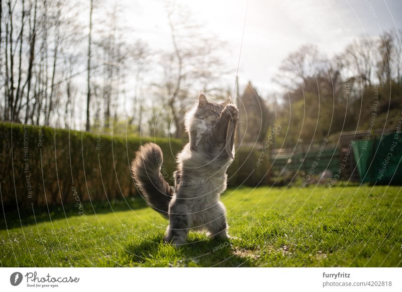 maine coon cat playing outdoors in sunny back yard purebred cat pets longhair cat feline fluffy fur beautiful nature garden front or backyard green lawn meadow