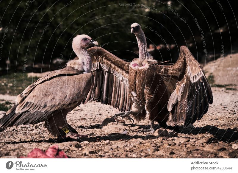 Griffon vultures on stony ground griffon vulture bird raptor wild eurasion griffon wildlife mountain nature fauna gyps fulvus environment animal specie habitat