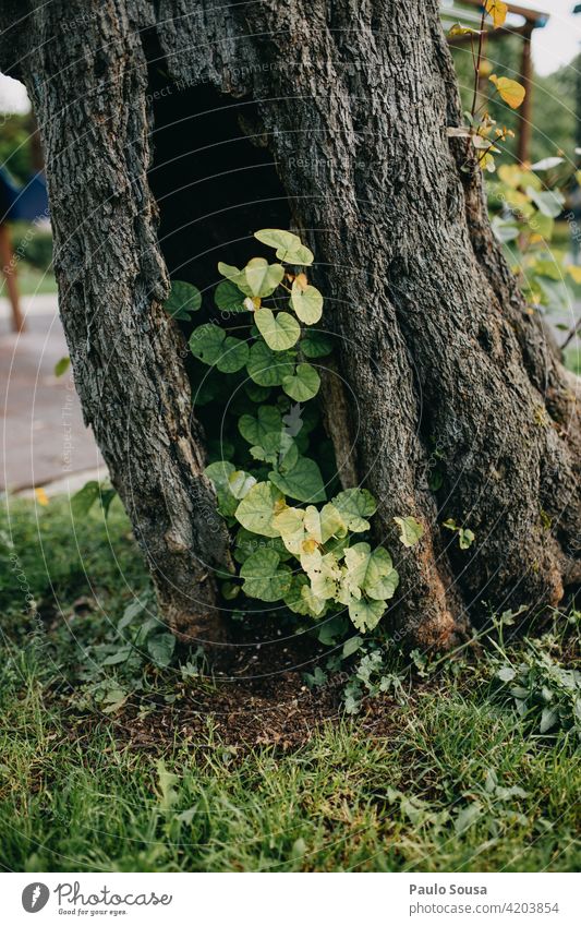 Tree trunk new beginning Nature Forest Exterior shot Colour photo Deserted Autumn tree Tree bark Beginning Light Growth Plant Leaf Brown Green Wood Environment